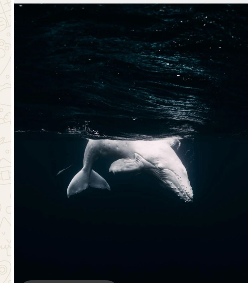 Mahina the White Whale (2)