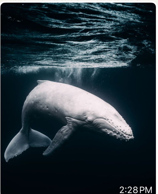Mahina the White Whale (1)
